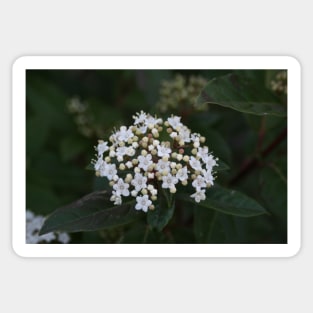 Viburnum tinus flowers and buds Sticker